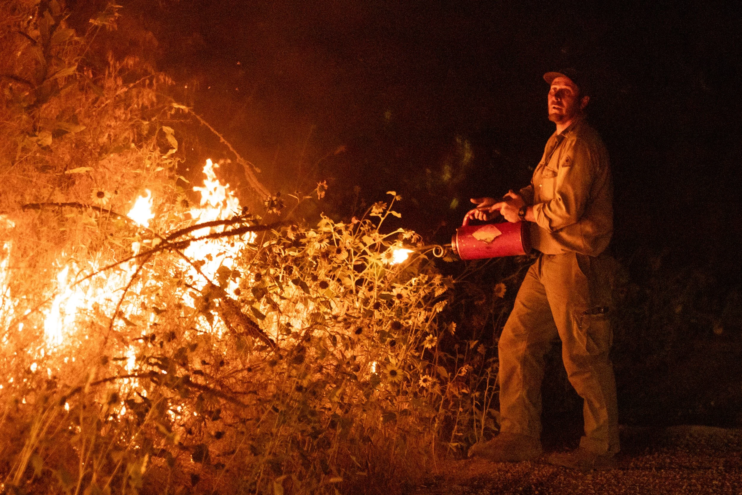  A wildland firefighter uses a drip torch to burn off brush during a back burn operation. 