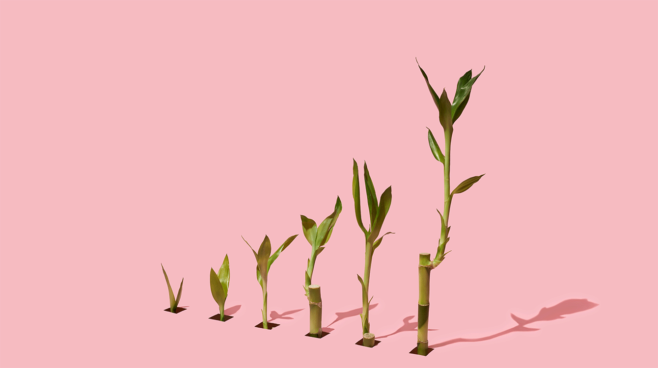 bamboo_gif_1340.gif