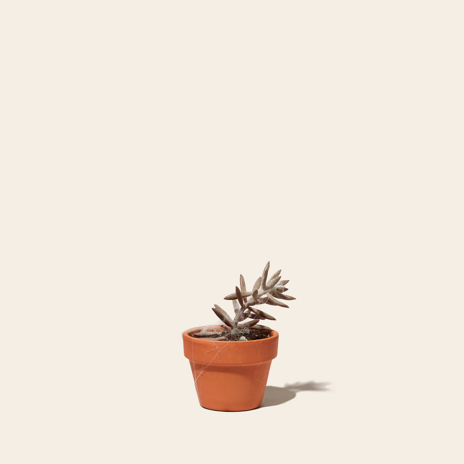 Plant_1840.gif