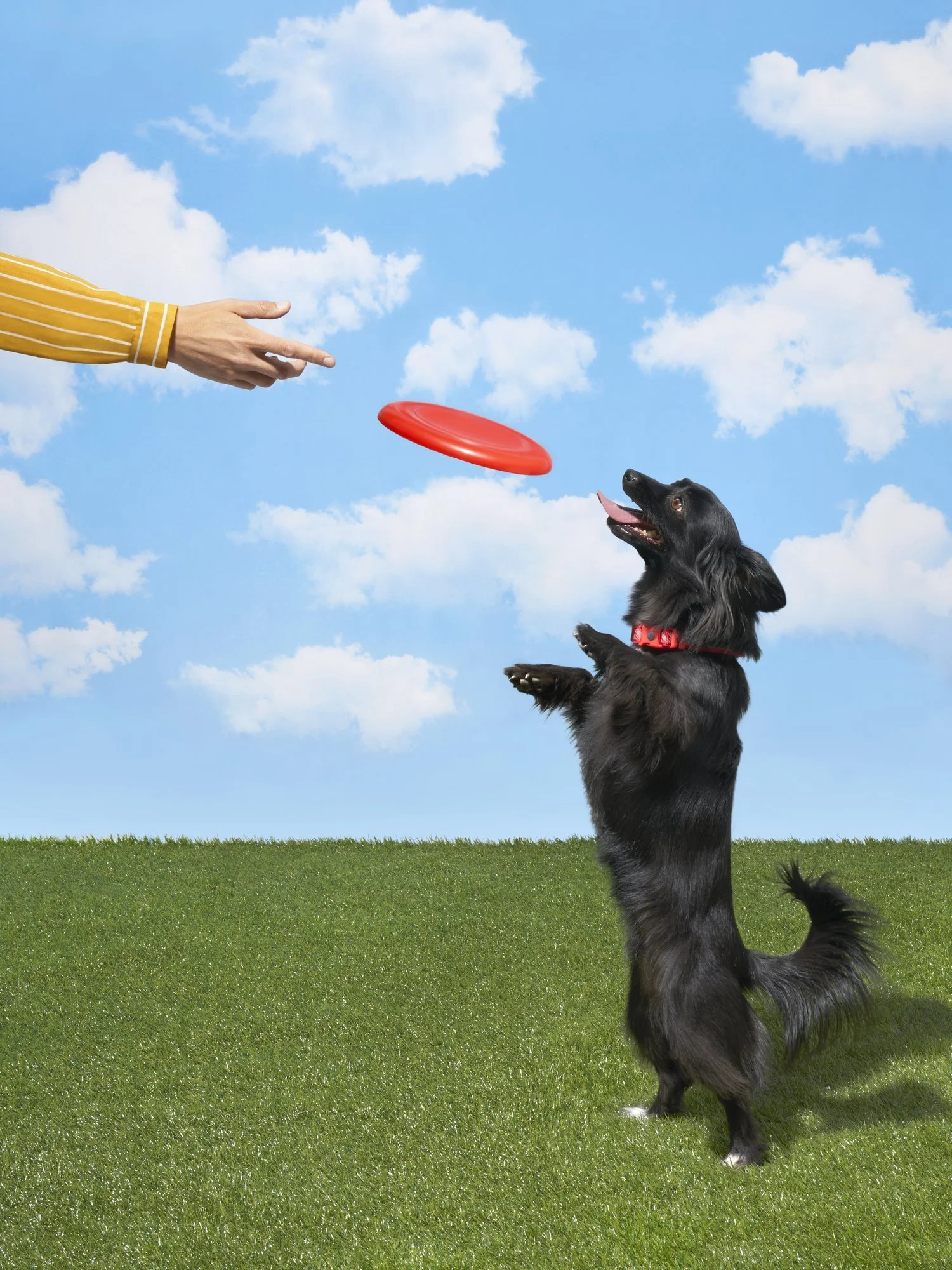 Frisbee.jpg