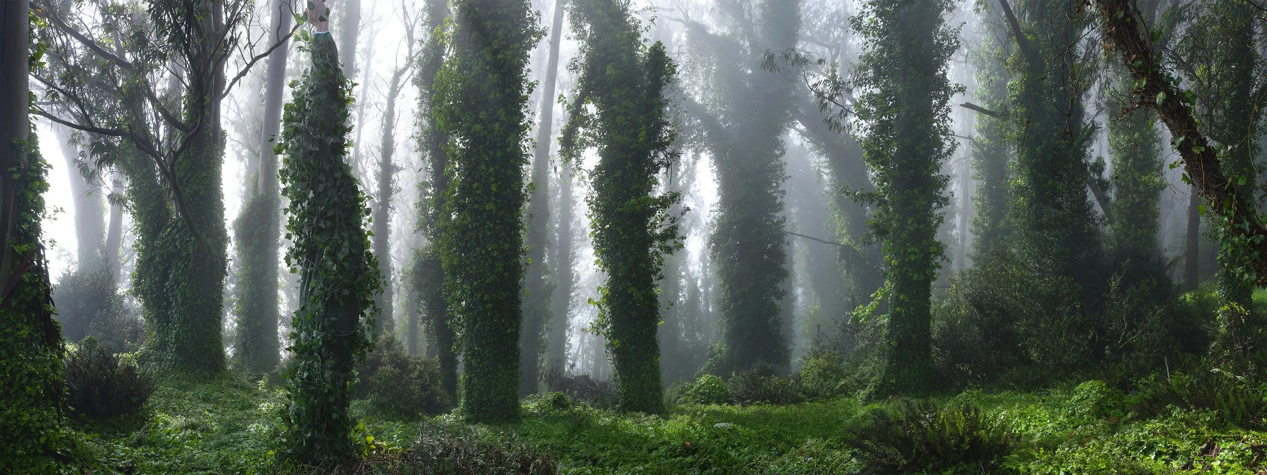  Hedera Helix, 2025 
