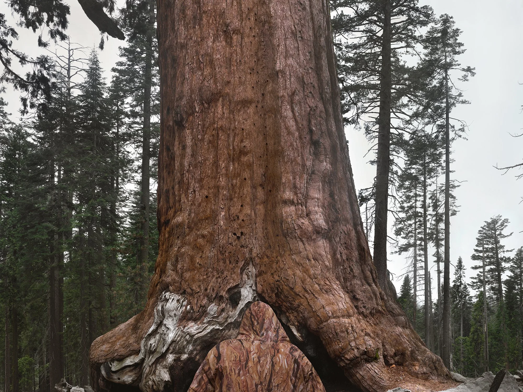  Grizzly Giant, 2025 