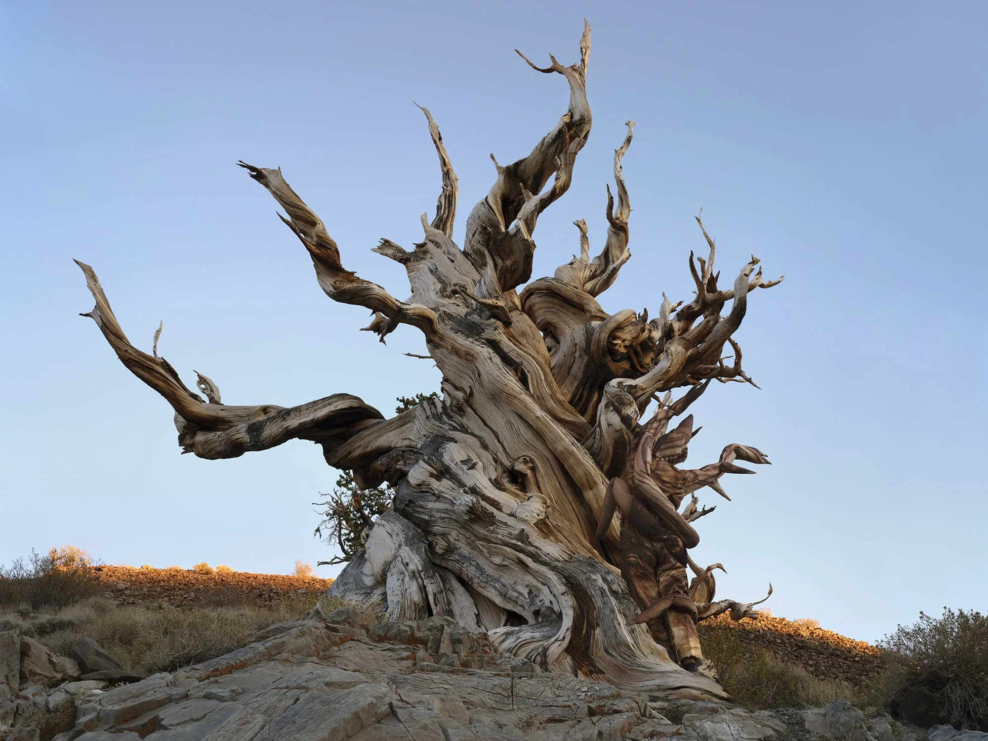  Methuselah, 2025 