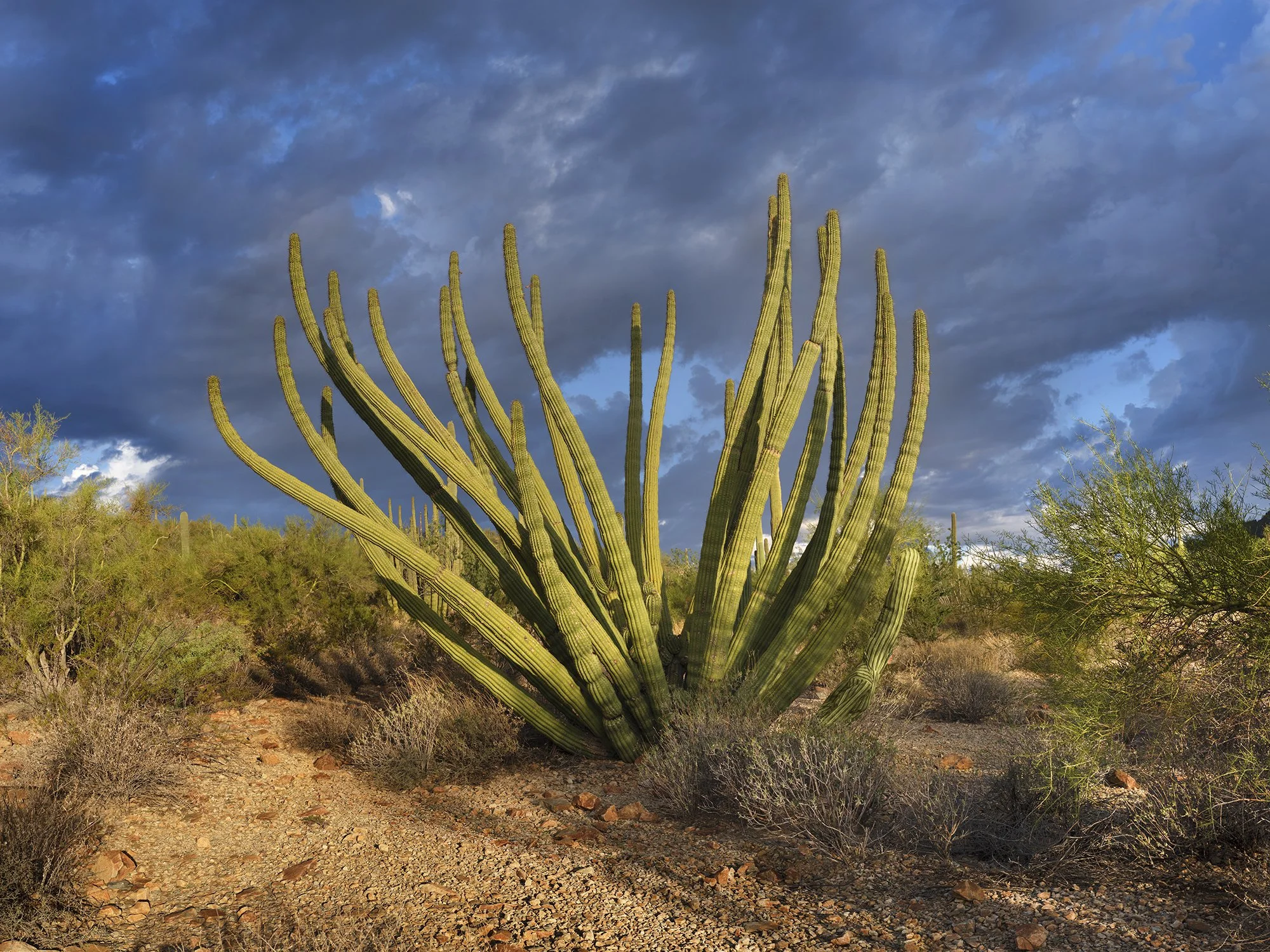  Organ Pipe, 2025 