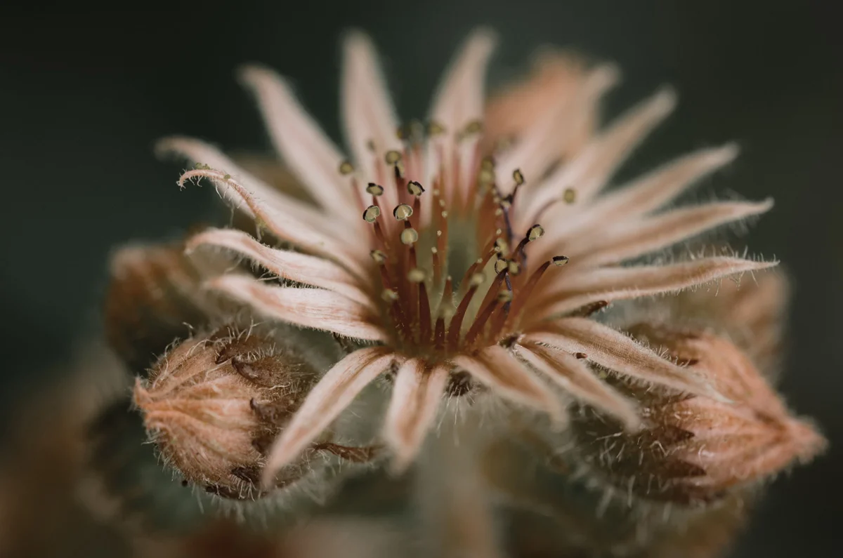 sedum_web.jpg