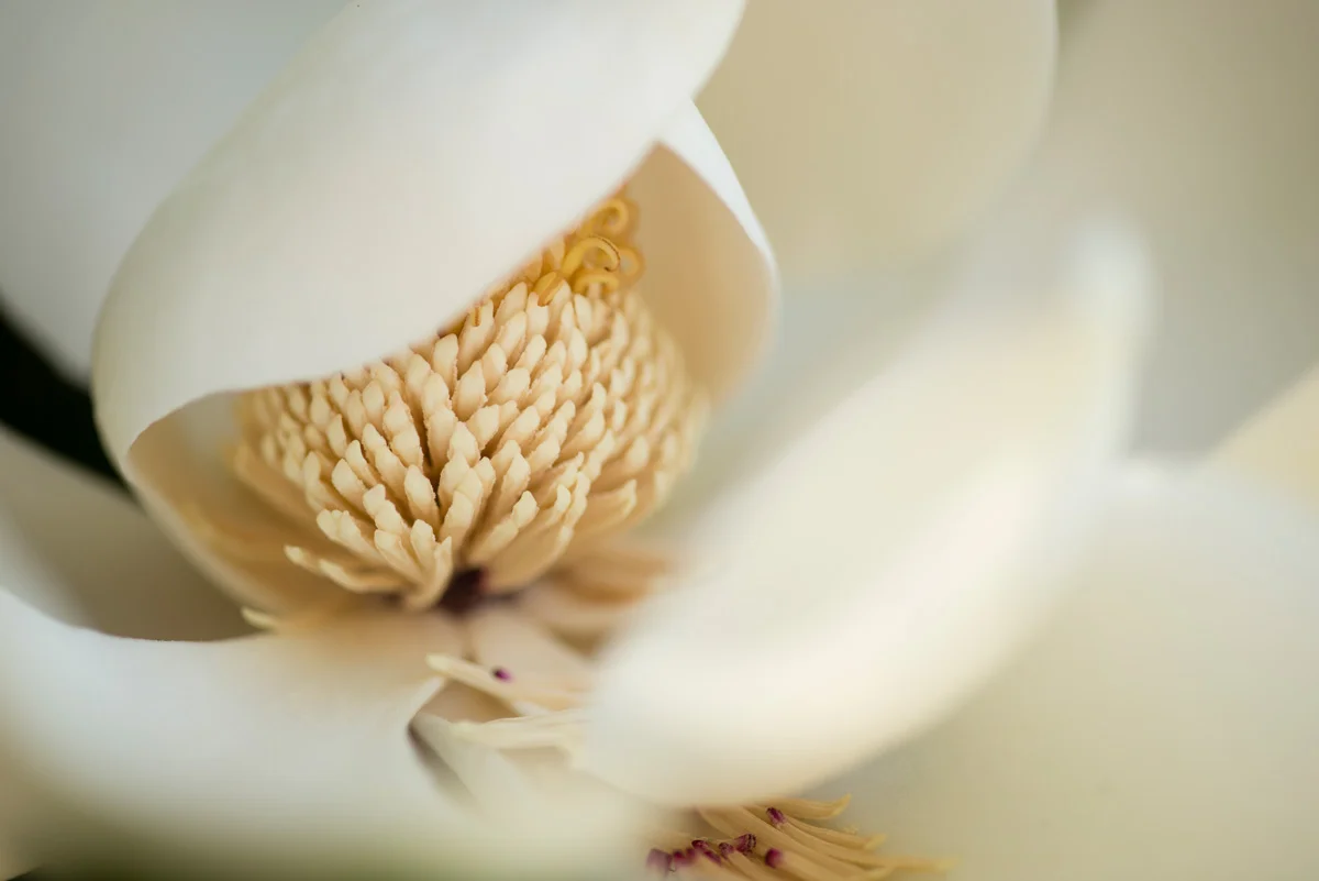 Sheryl Lilke Mindfulness-Informed Psychotherapy & EMDR