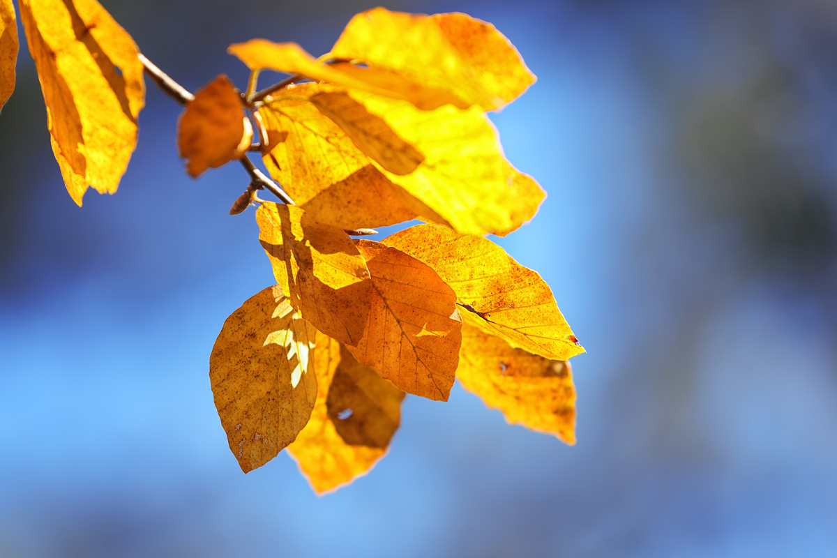 yellowleaves_web.jpg