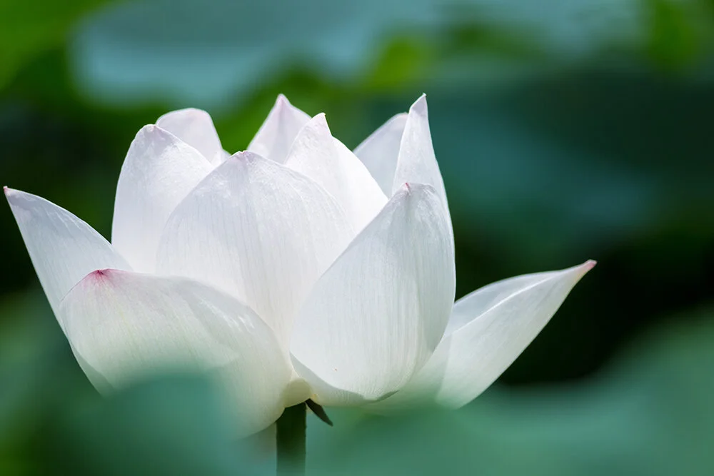 white-lotus-flower-closeup-in-summer-9MTYVRP_web.jpg