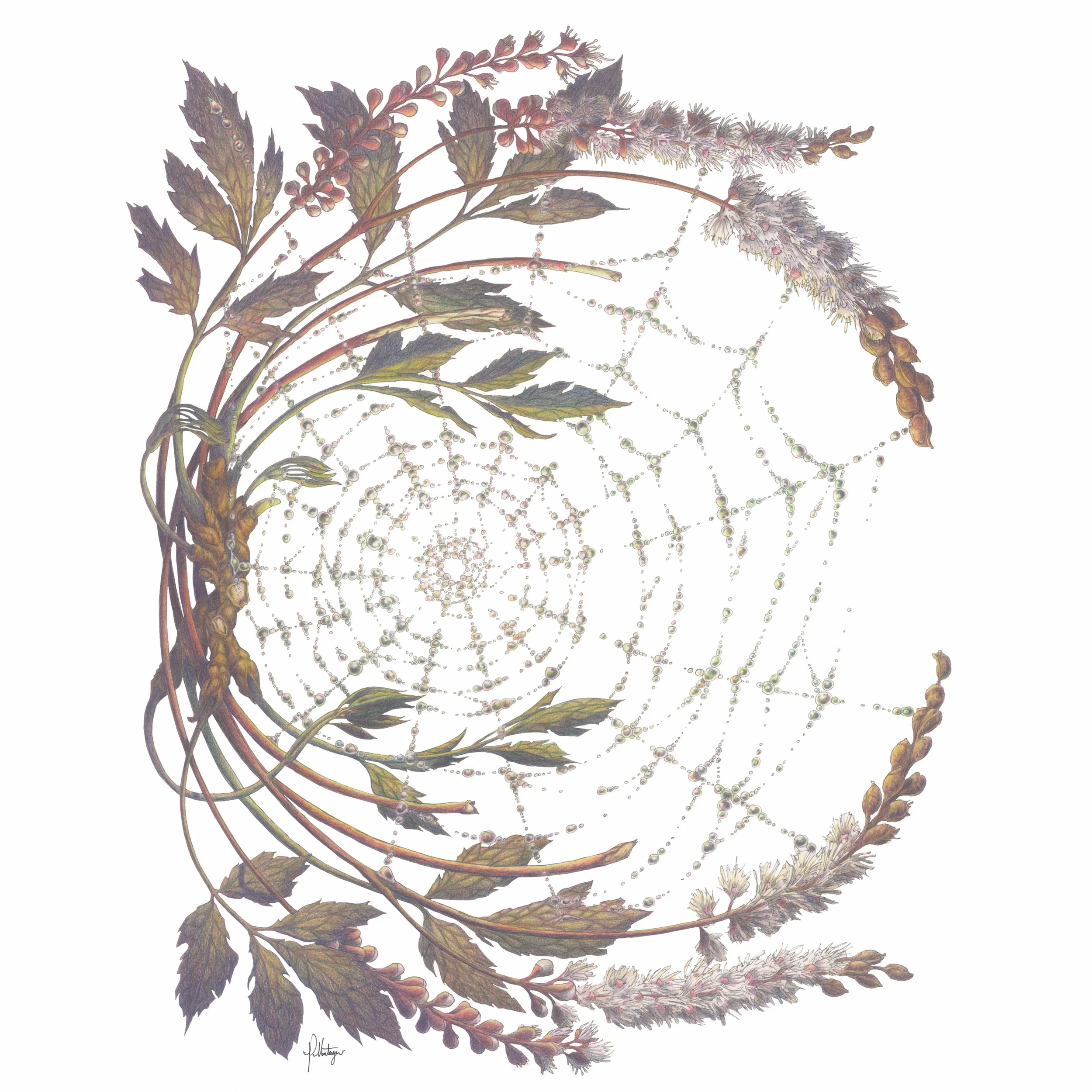 Cohosh.jpg