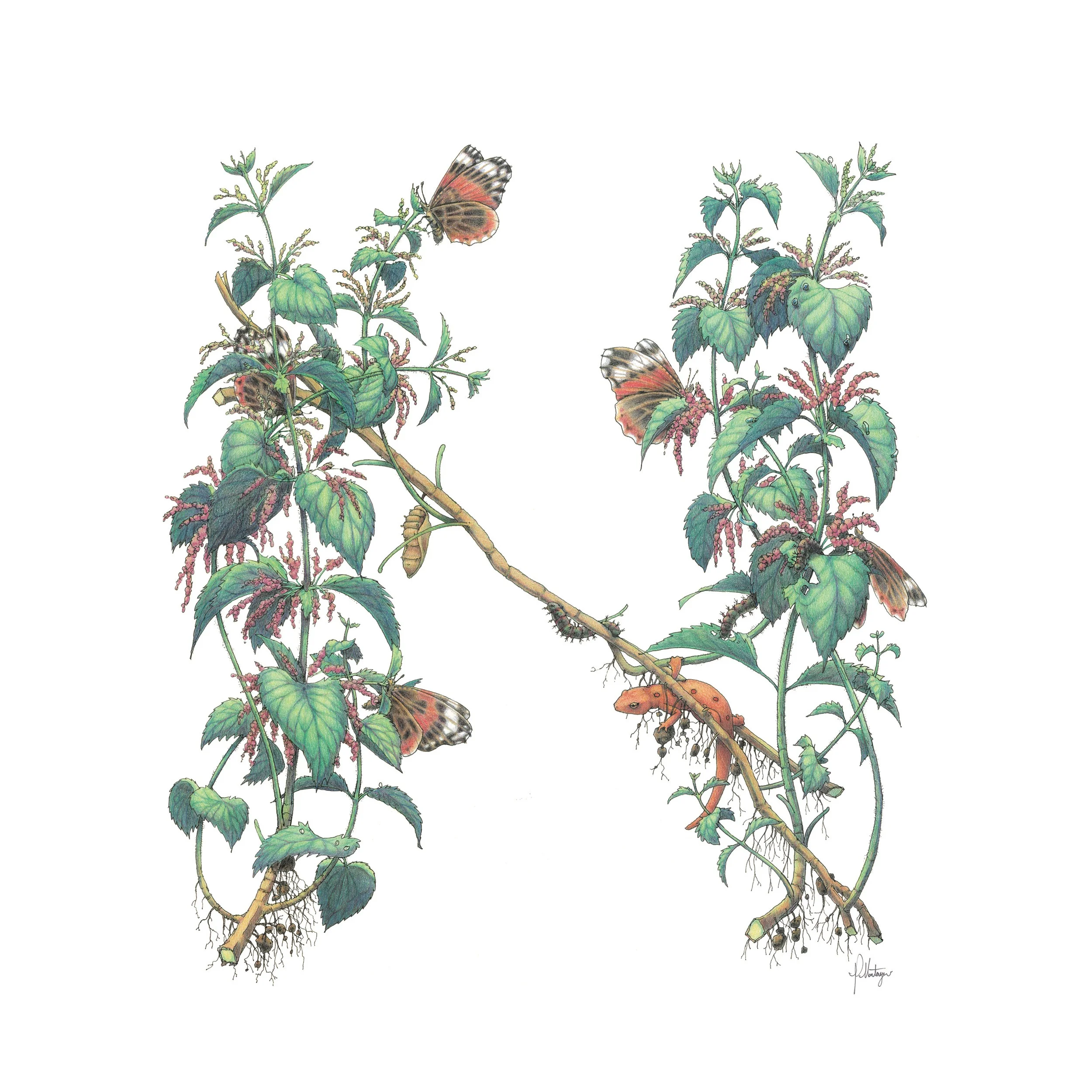 Nettle.jpg