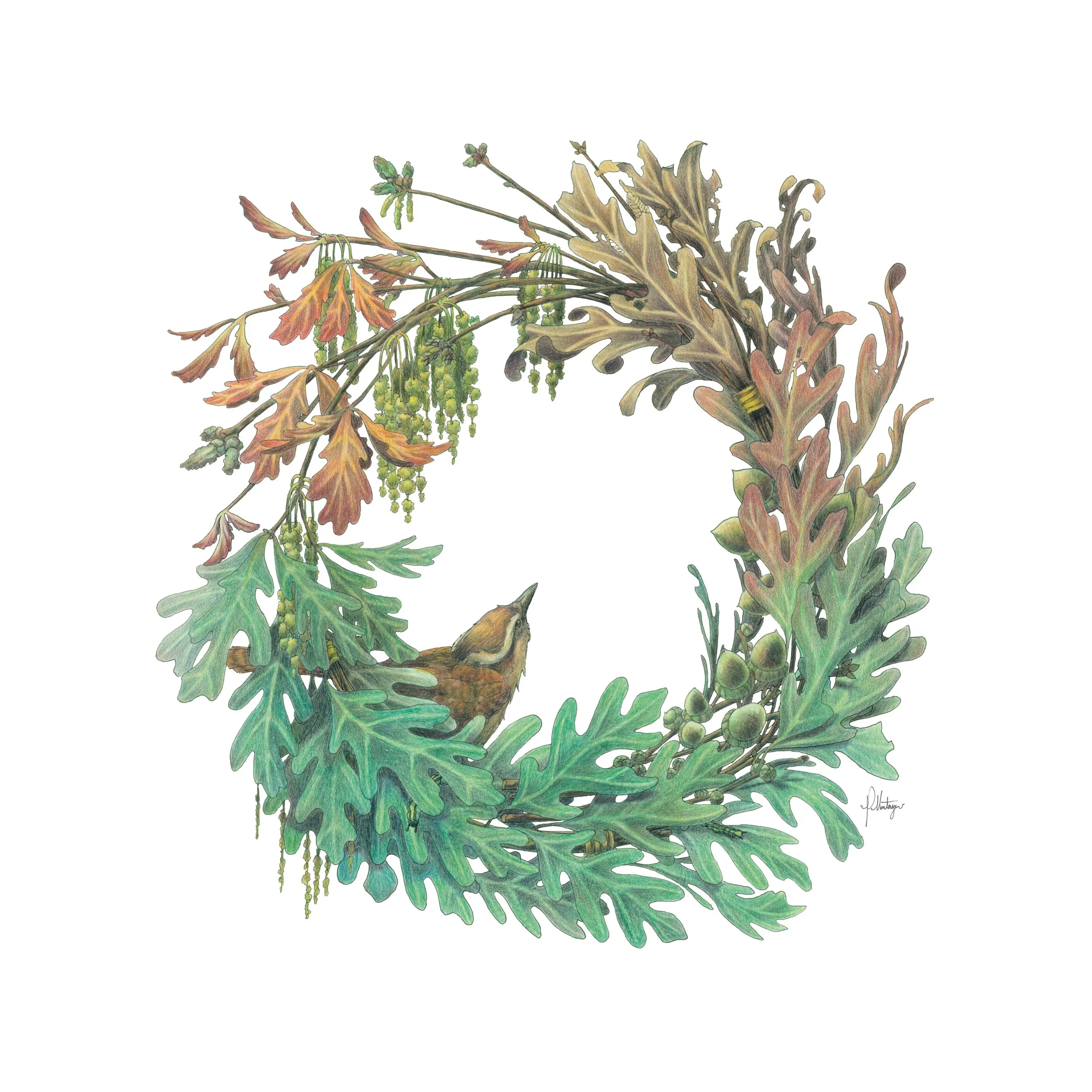 Oak.jpg