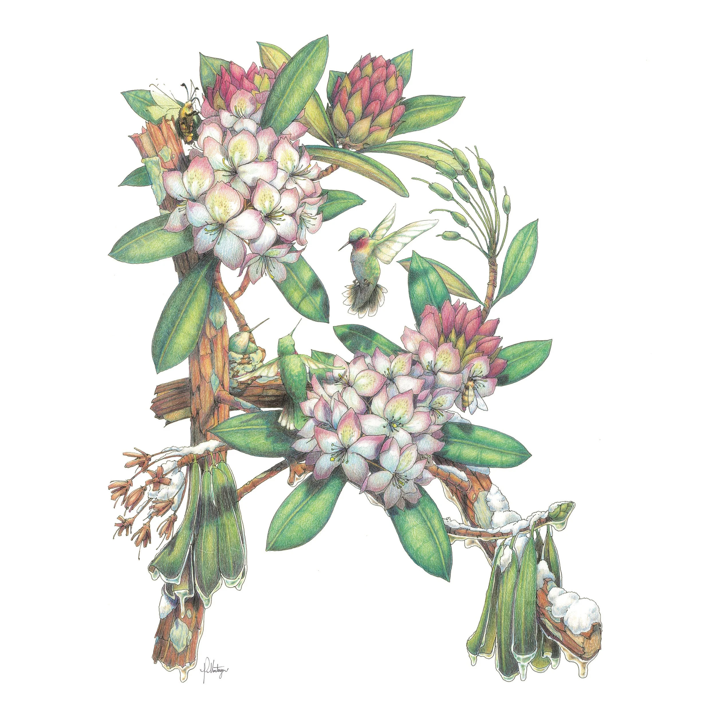 Rhododendron.jpg