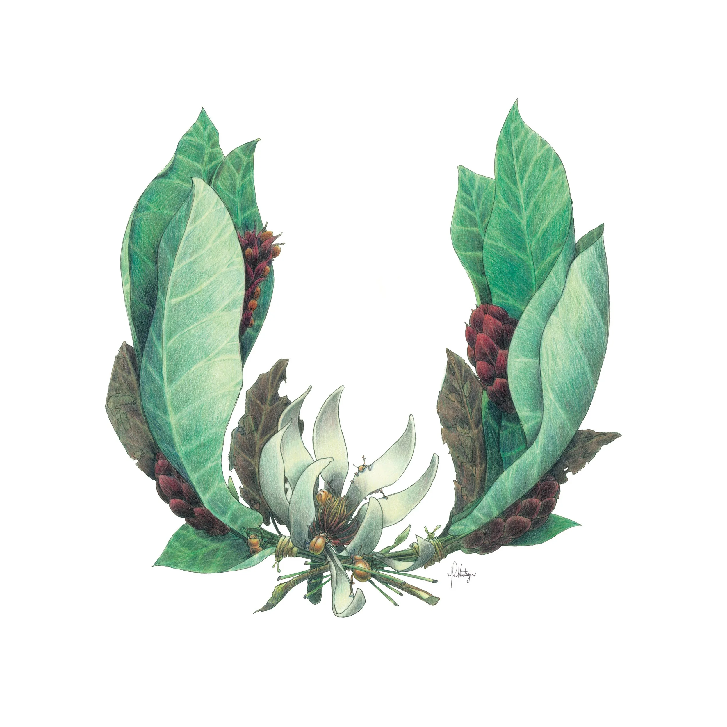 Umbrella+Tree.jpg