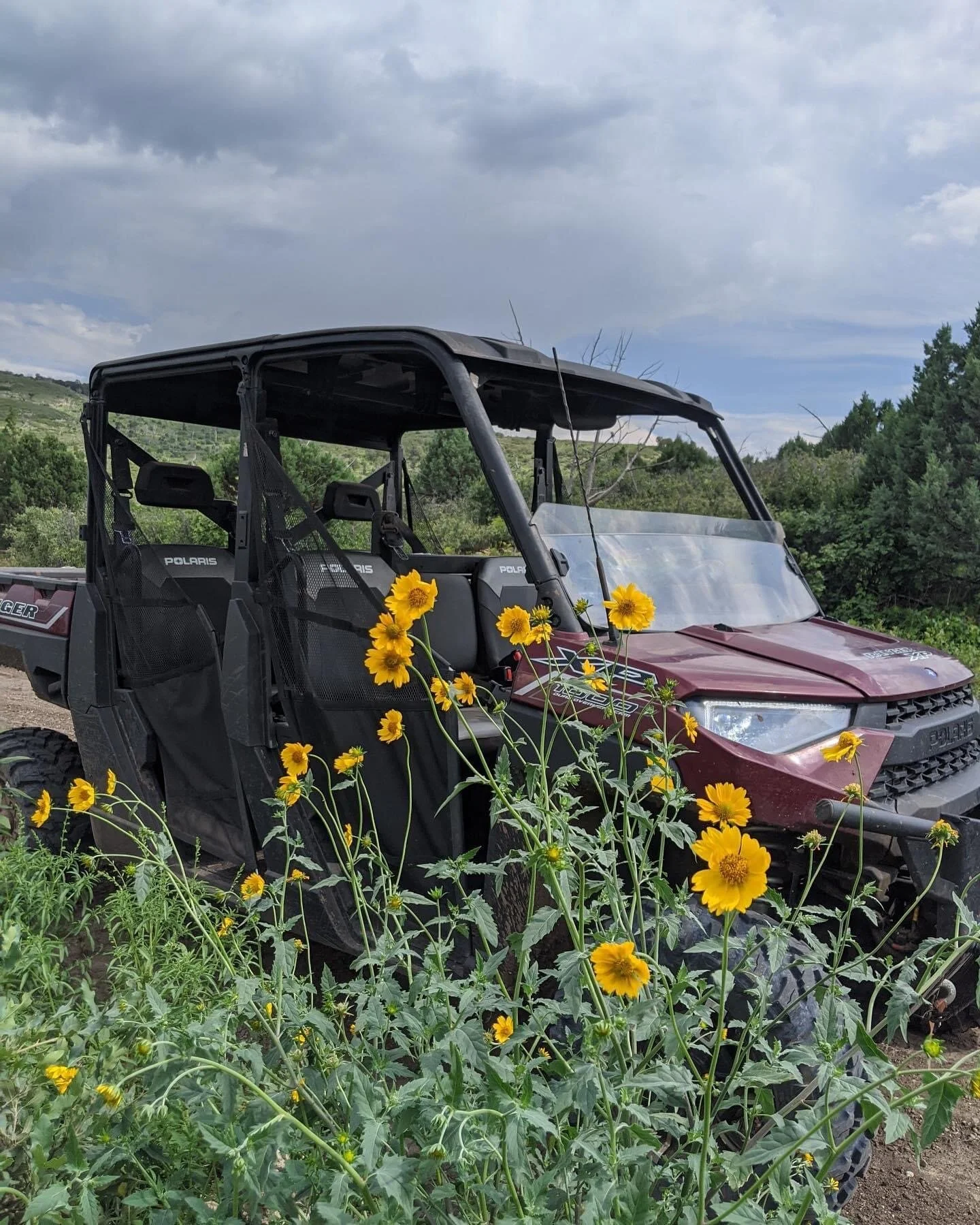 Sunflower Ranger.jpeg