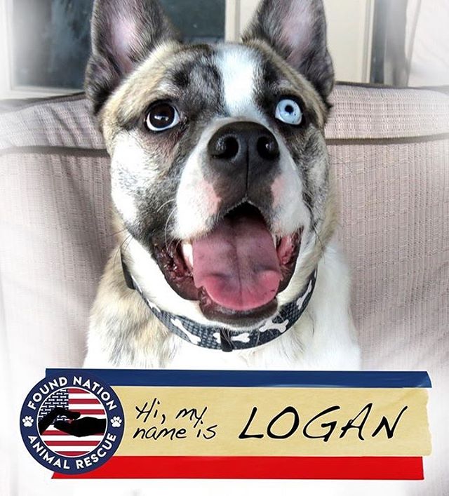 Hi, my name is Logan. I'm a 10 month old Husky/Boston Terrier mix. I was an &quot;accident&quot; from a backyard breeder, but my foster family thinks I was meant to be! I do great with other dogs and kids, but not so much with cats (I get a bit excit