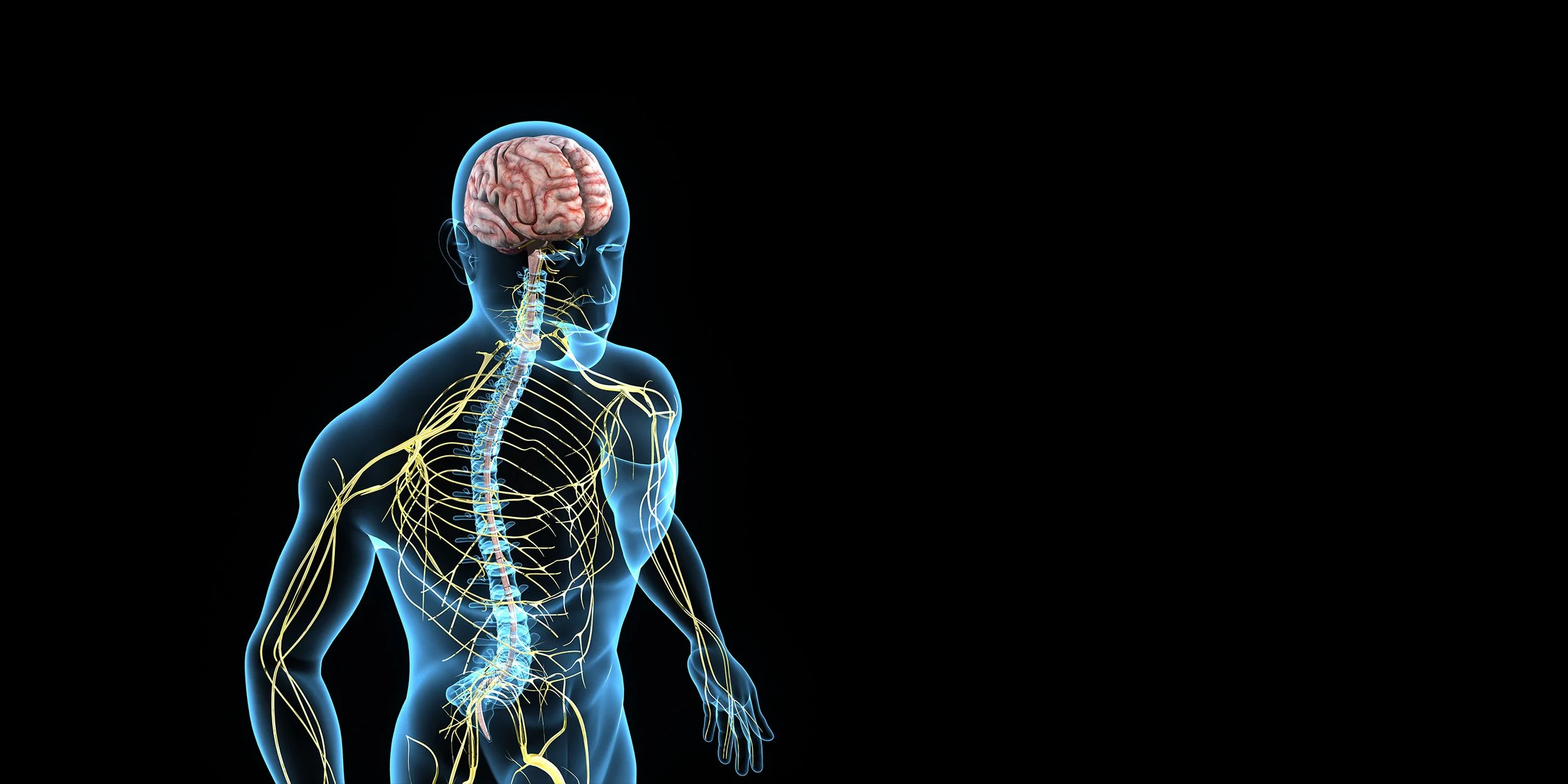 The Body-Brain Connection, Part I: Motor Control