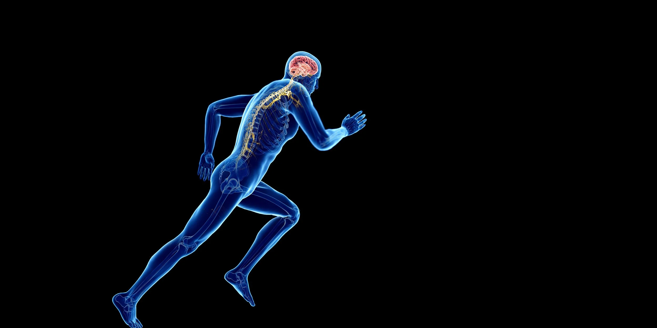 Body-Brain Connection, Part II: Automatic Postural Control
