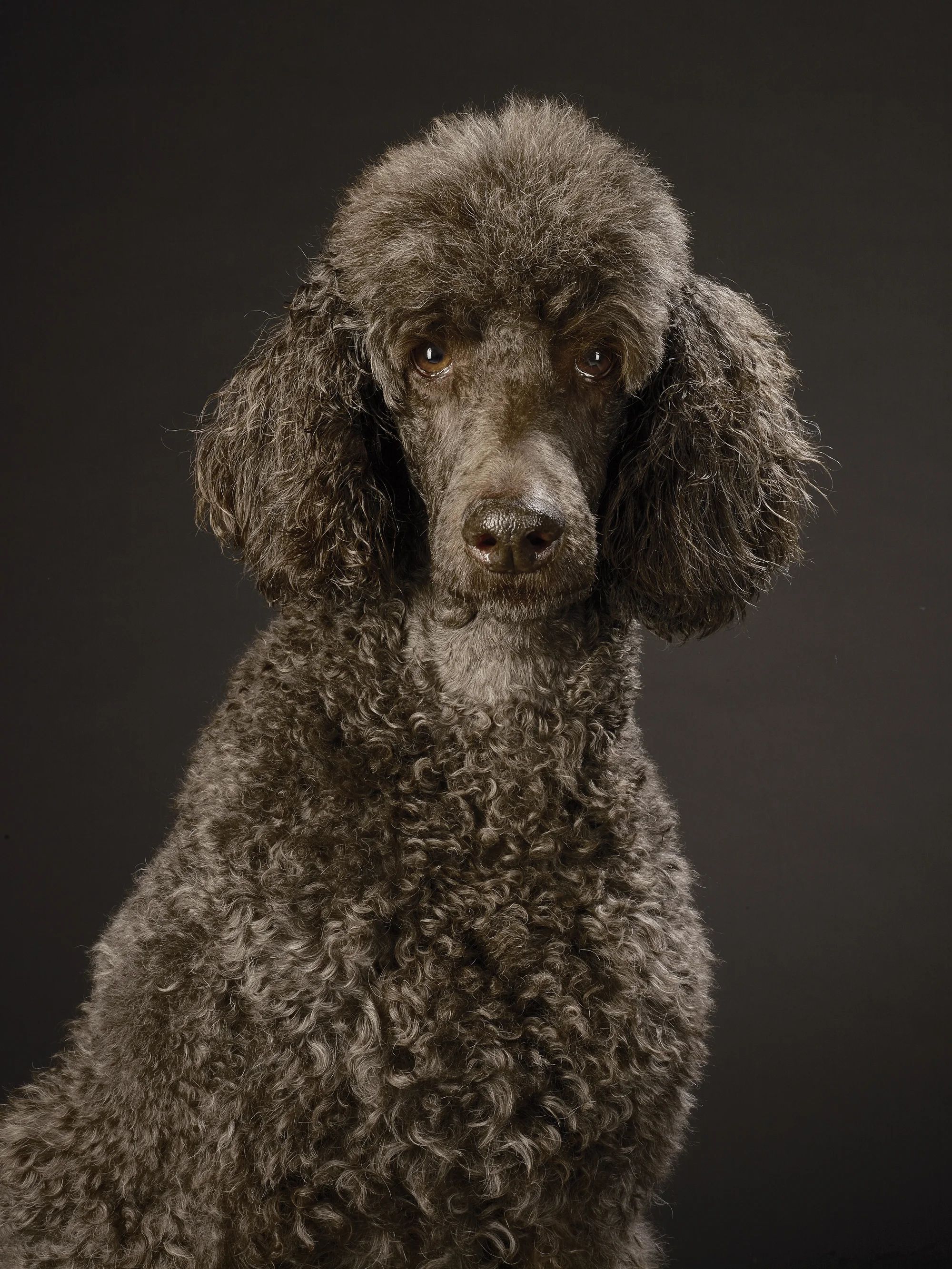Dogs_web_01.jpg