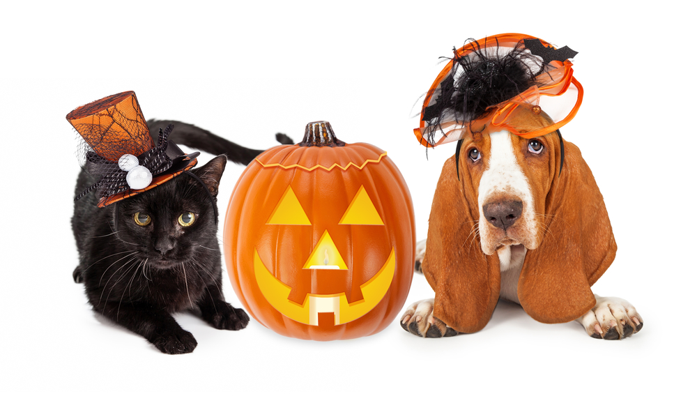Halloween Safety Tips for Pets