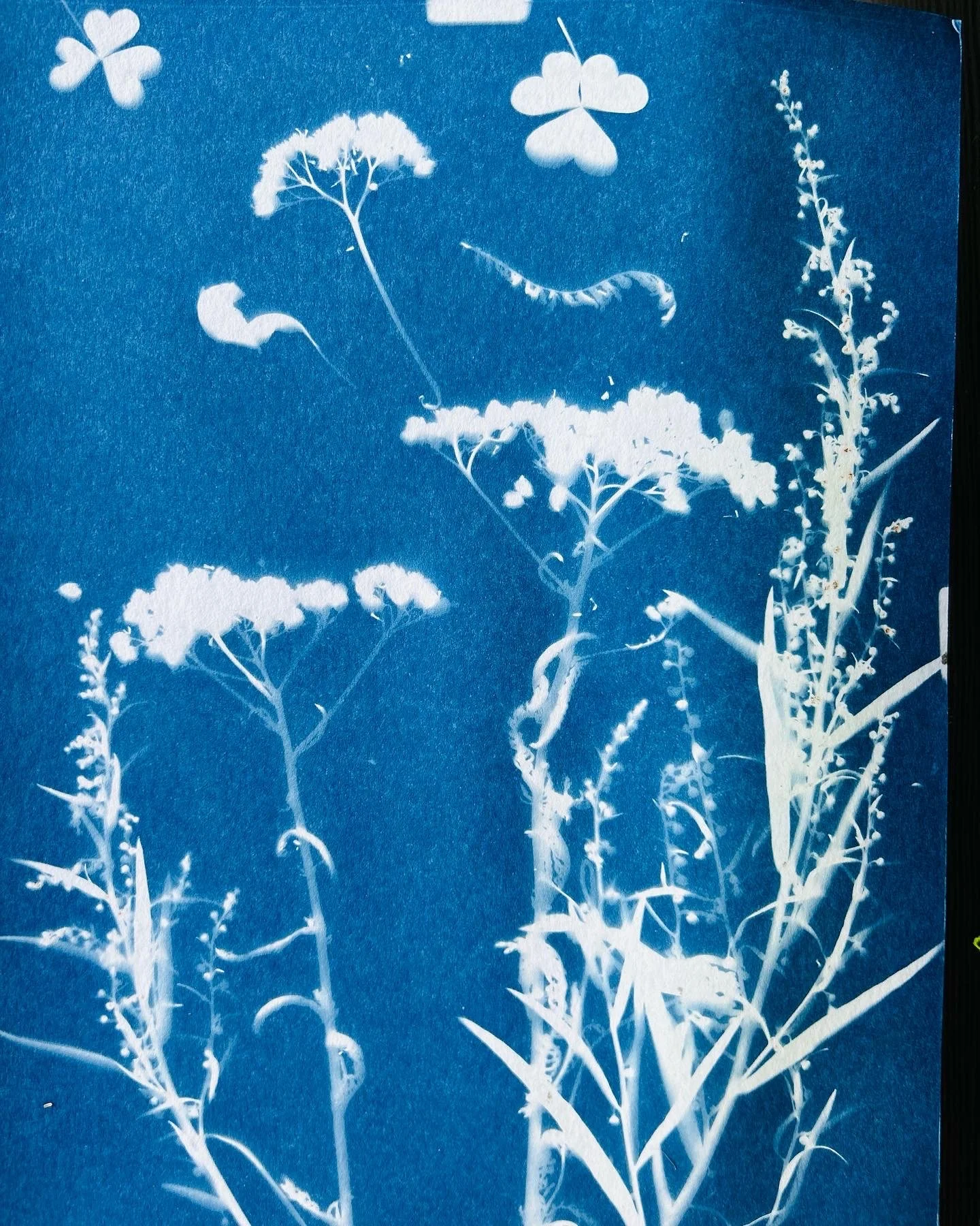 Watercolor and Wildflower | Carpenter Art Garden Student Showcase