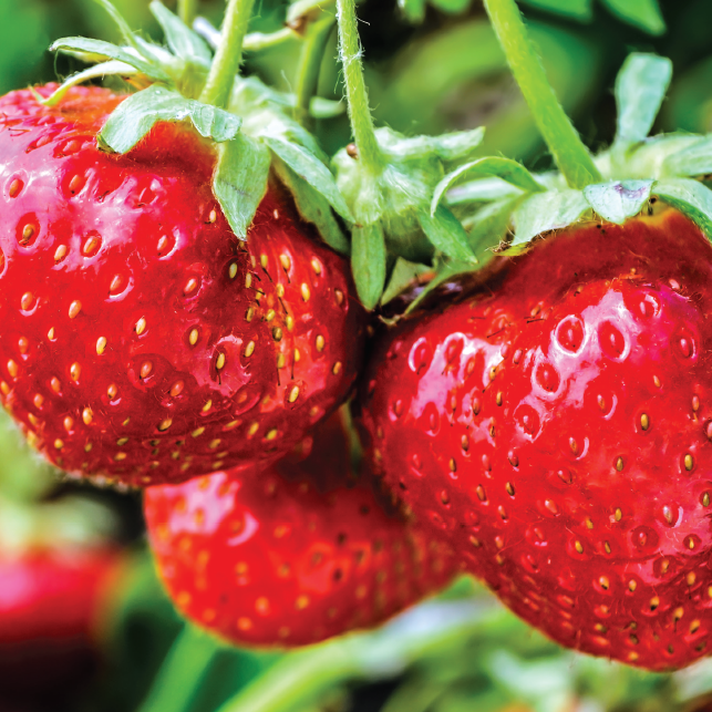 DMB - Spring 2022 Brochure - Online-1 B.png