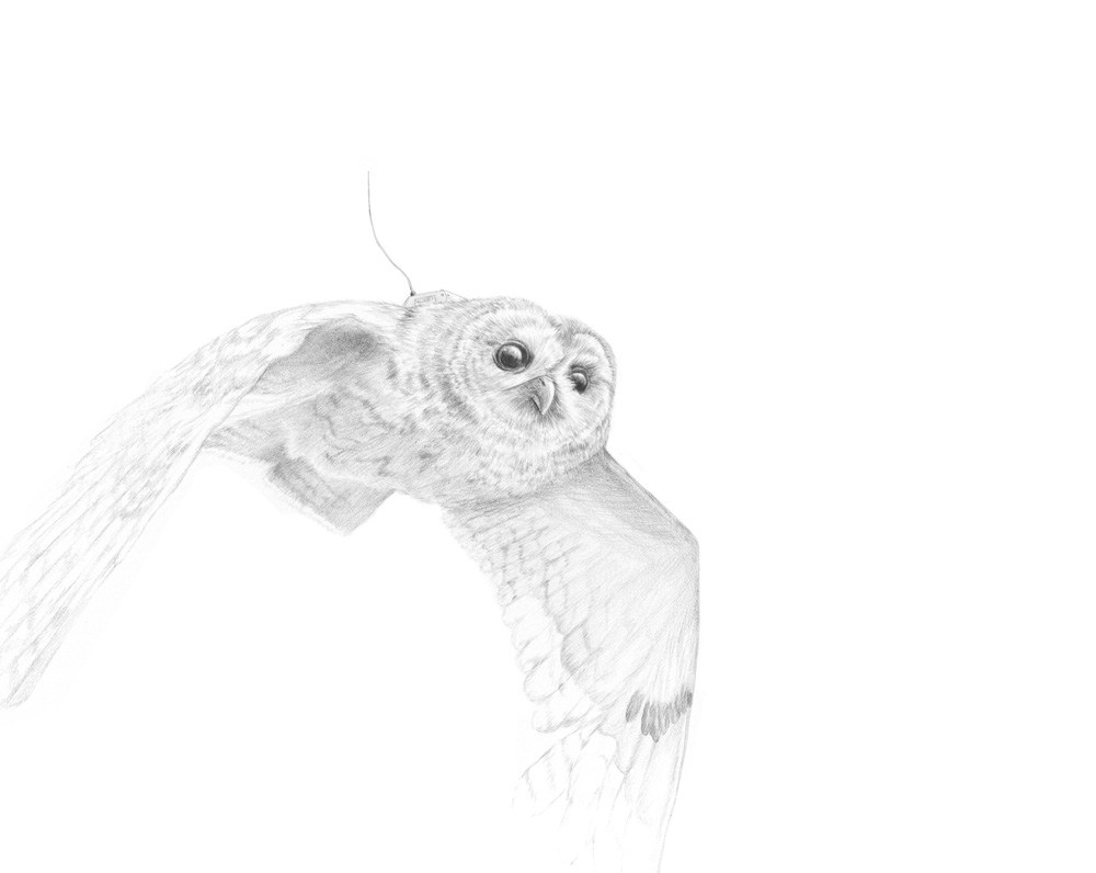 SpottedOwl2551.jpg