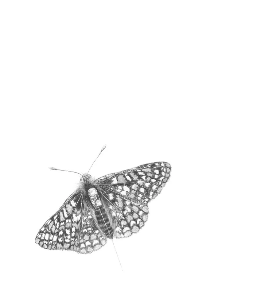 CheckerSpotButterfly255.jpg