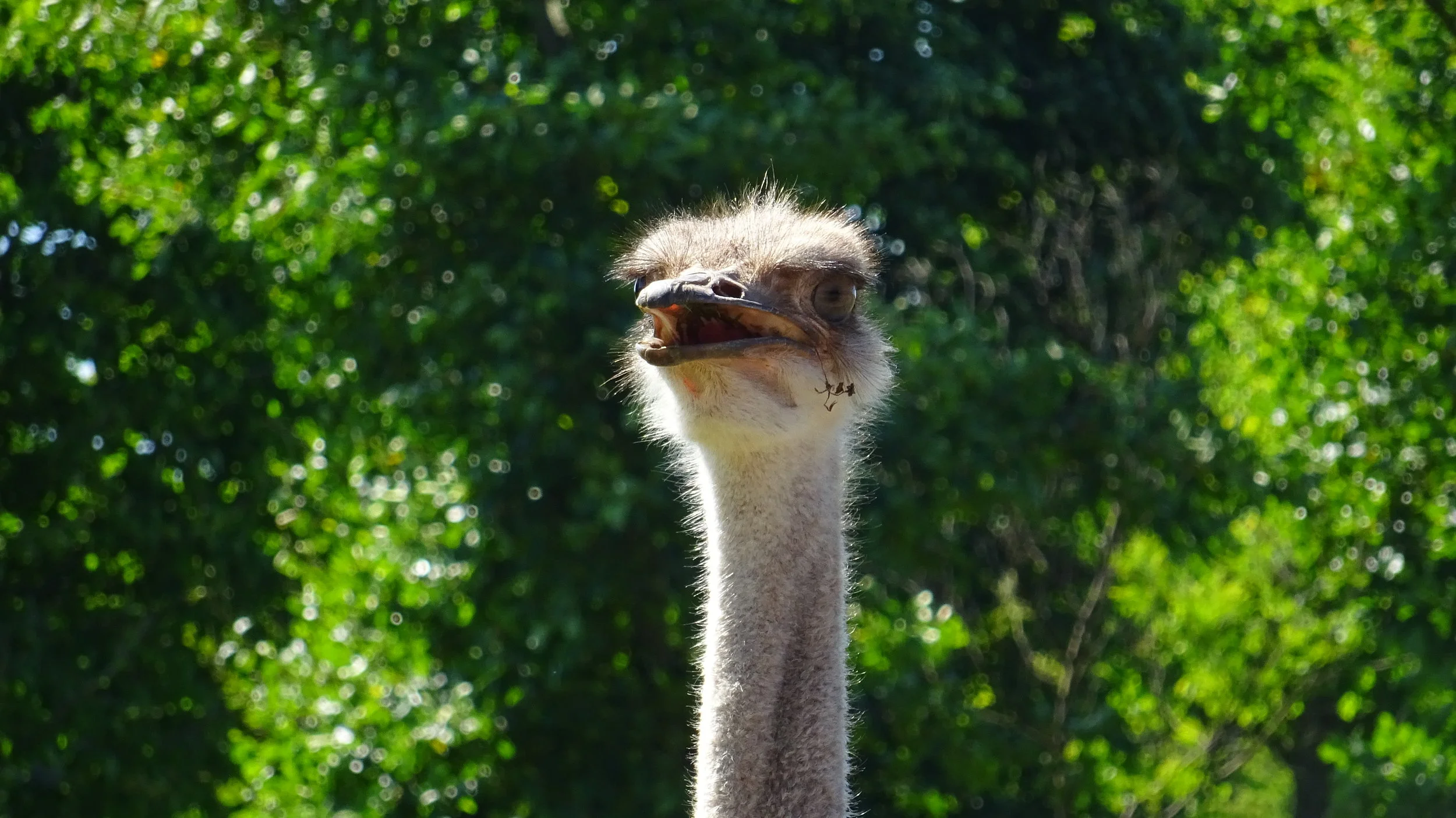 Ireland Part 1 - Dreams of Alcohol Past