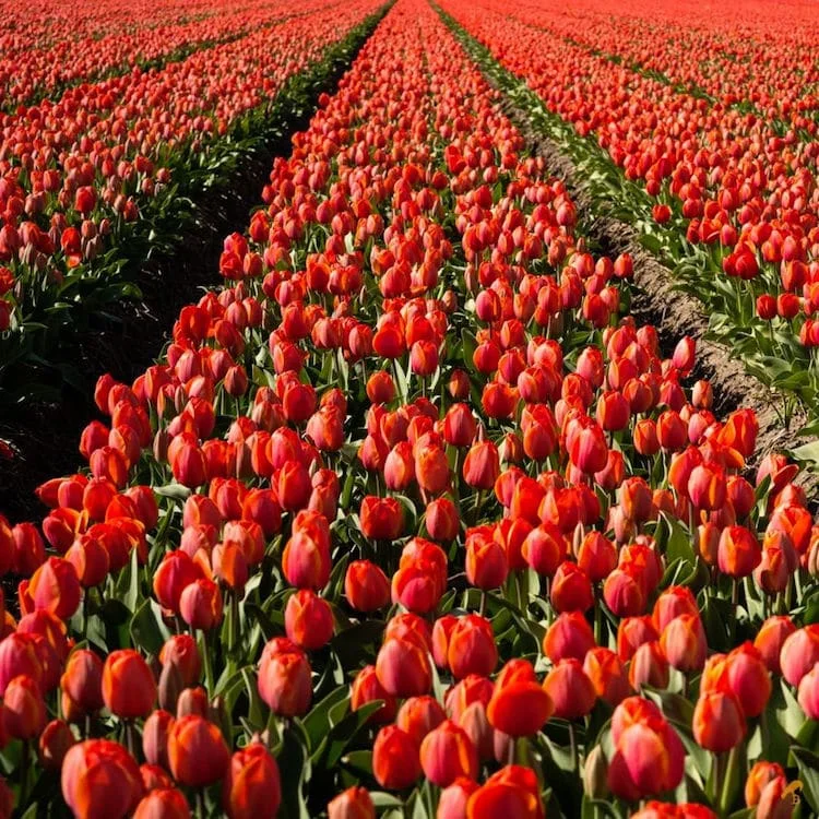 bea-nagy-photos-of-tulip-fields-5.jpg
