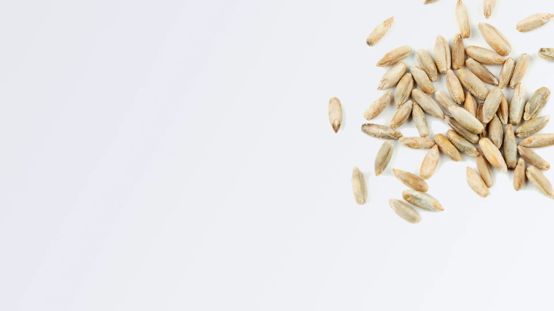 Rye_Background_2.jpg