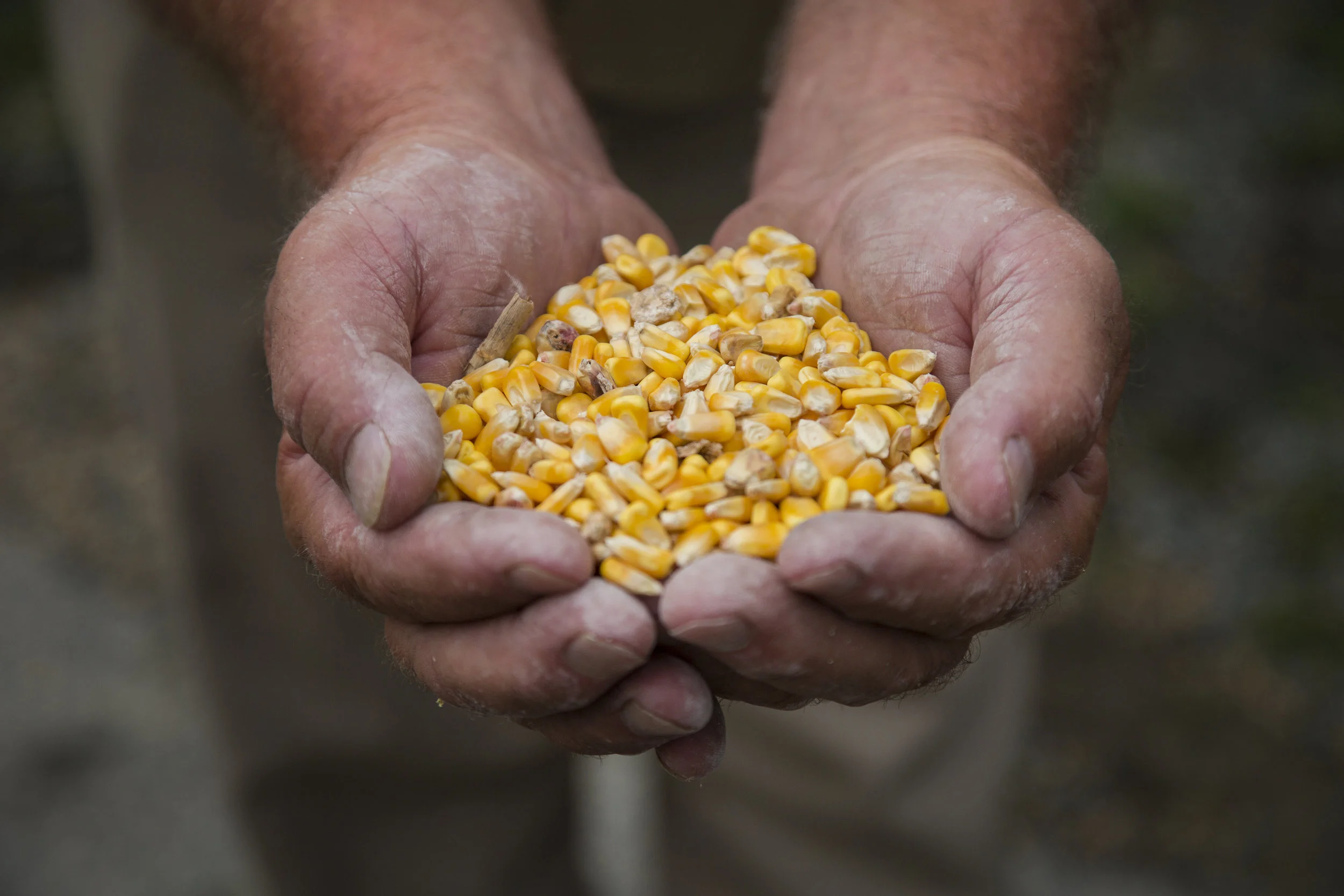 Corn Photo_Lands End Farm_Sandi Moynihan.jpg
