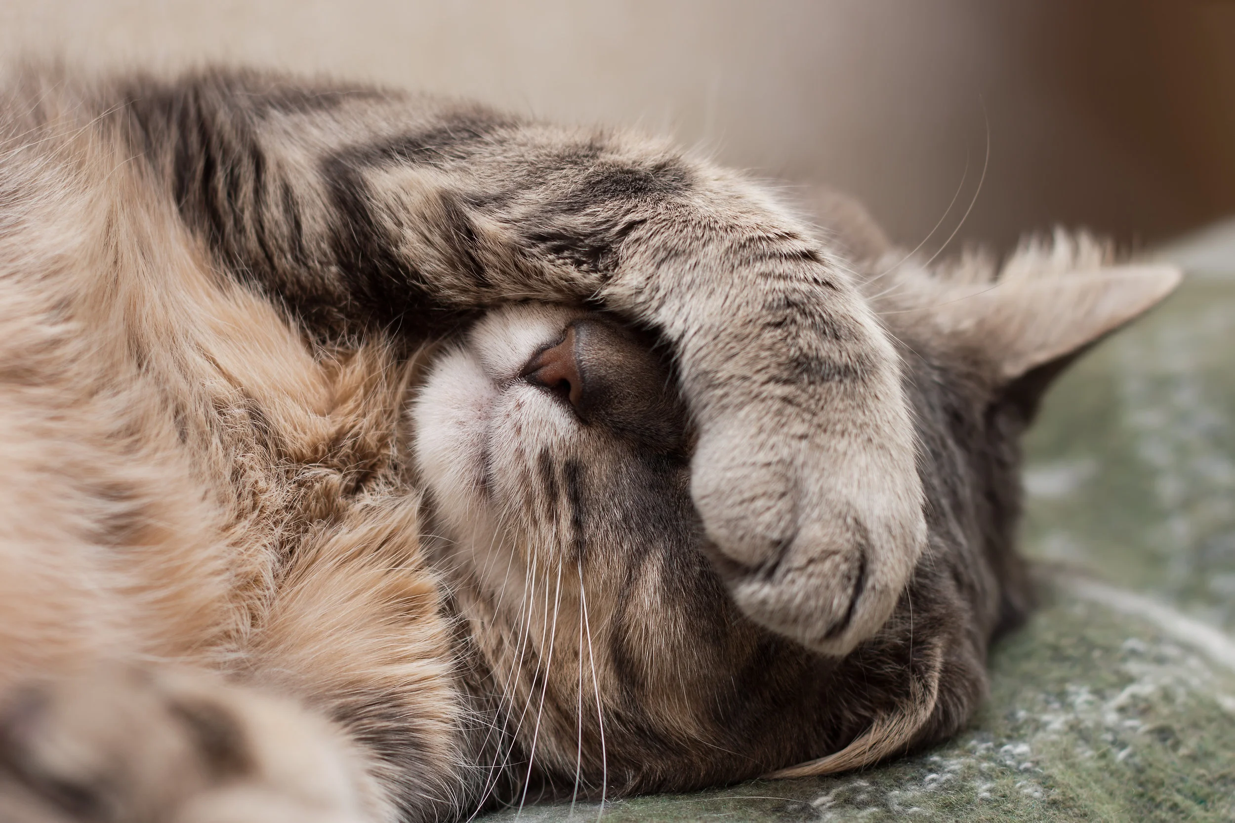 Yes, we do individual documents. Like Pet Guardianships or anything you want.