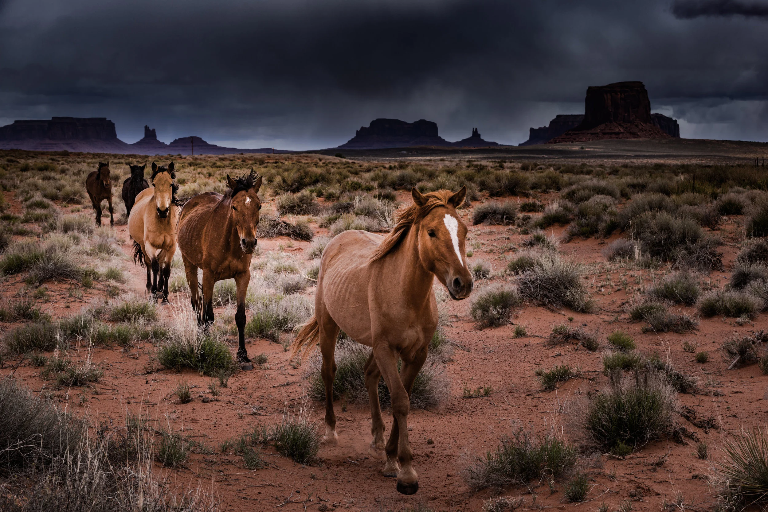 Arizona Horses Running Free