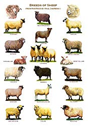 Breeds of Sheep Poster