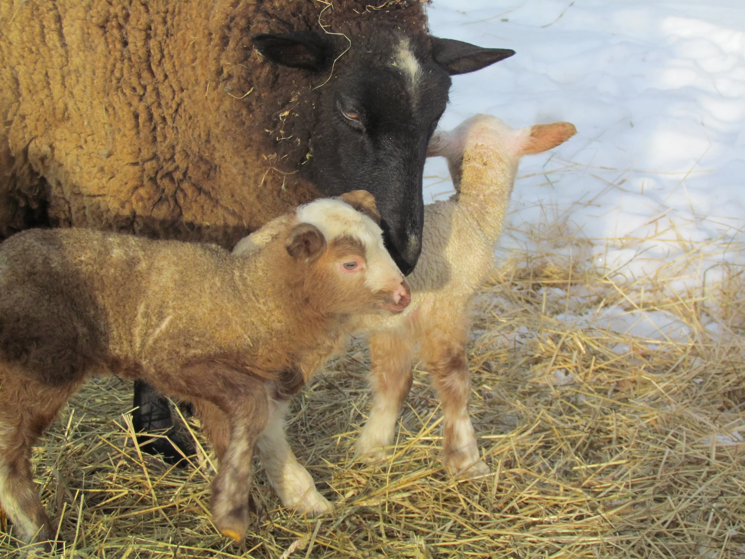 The Sounds of our Homestead | Happy Spring 🌷🌷🌷
