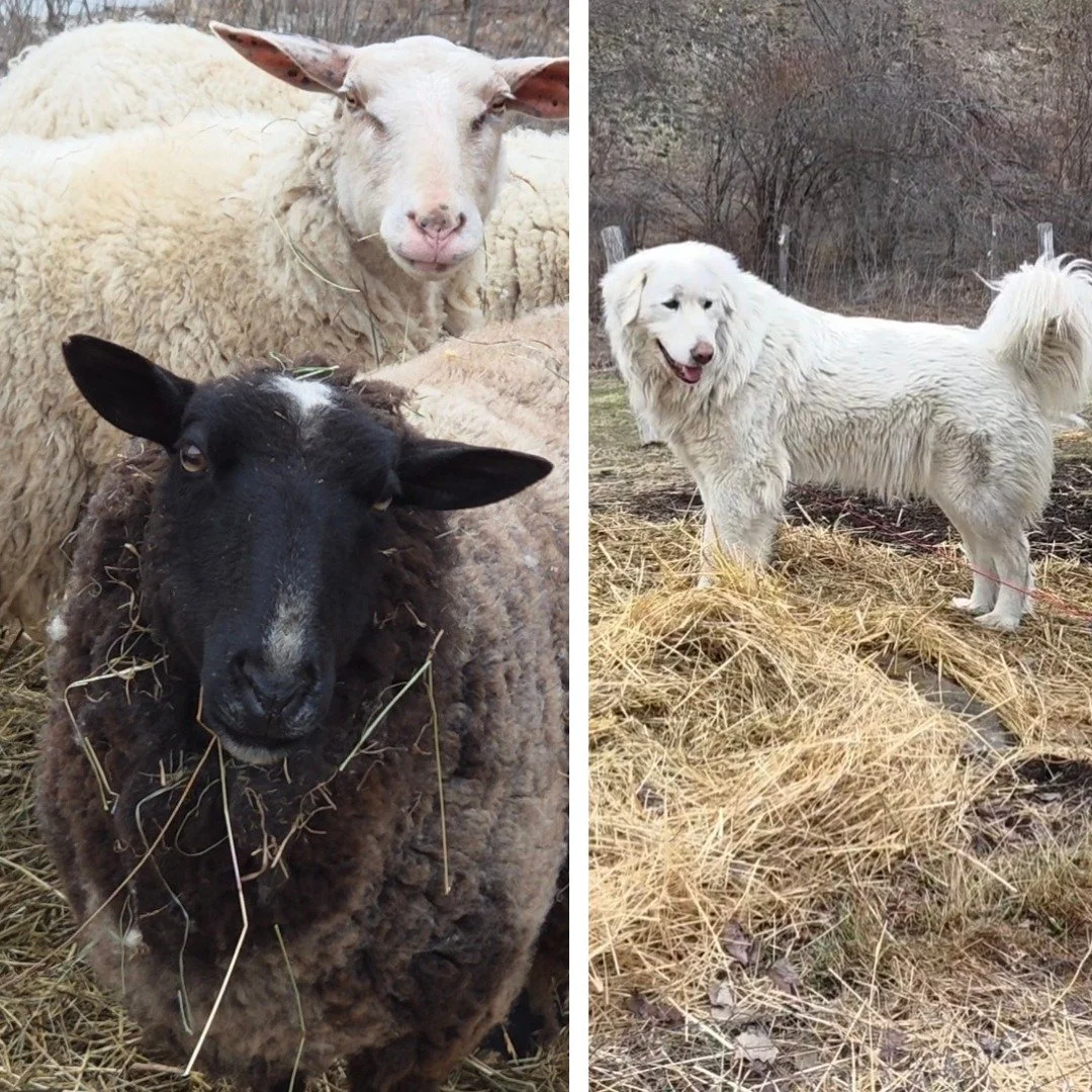 The Sheep Shop Caf&eacute; &amp; Farm store is reopening for the season next Saturday April 25th. We are squeezing in as many projects as we can before we reopen and we are sharing a few of them on our latest Youtube video - Early Spring Days on our 