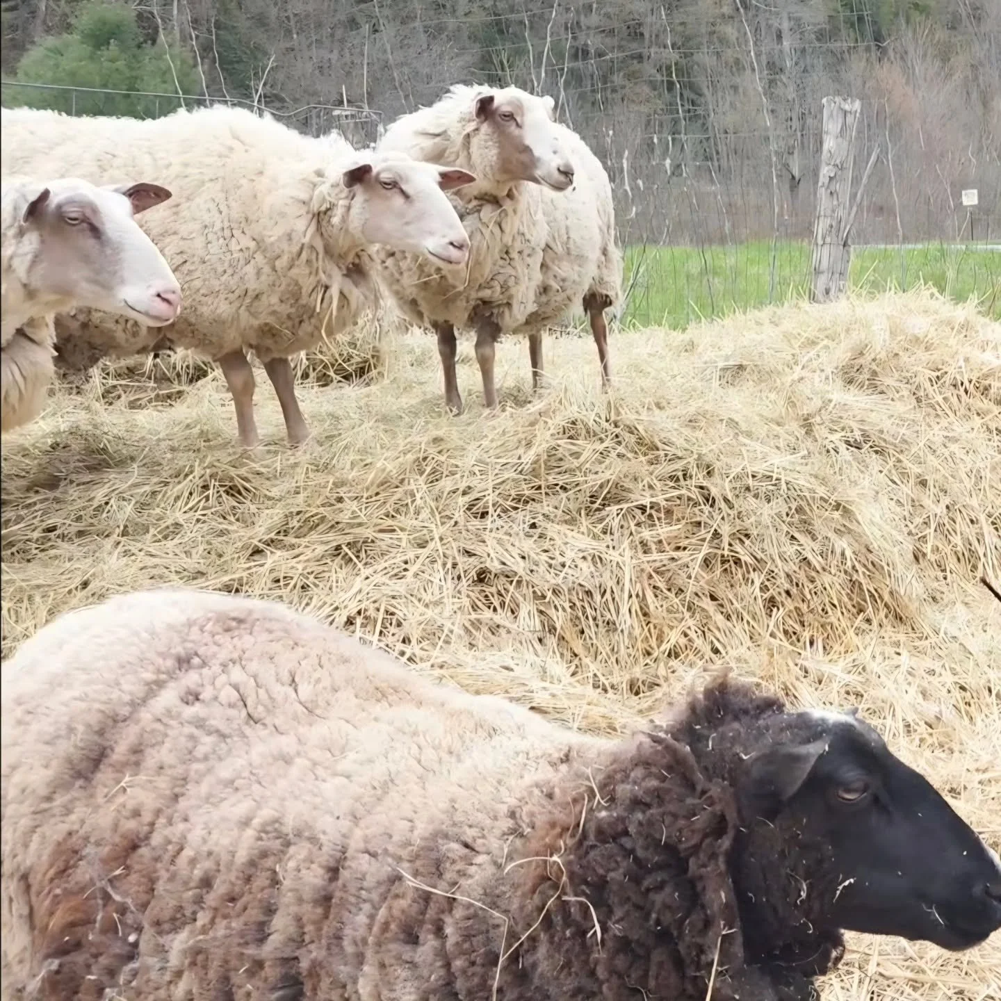 The Sheep Shop Caf&eacute; &amp; Farm Store is open today until 5.  Looking forward to your visit 🐑