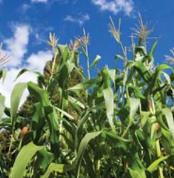 corns.png