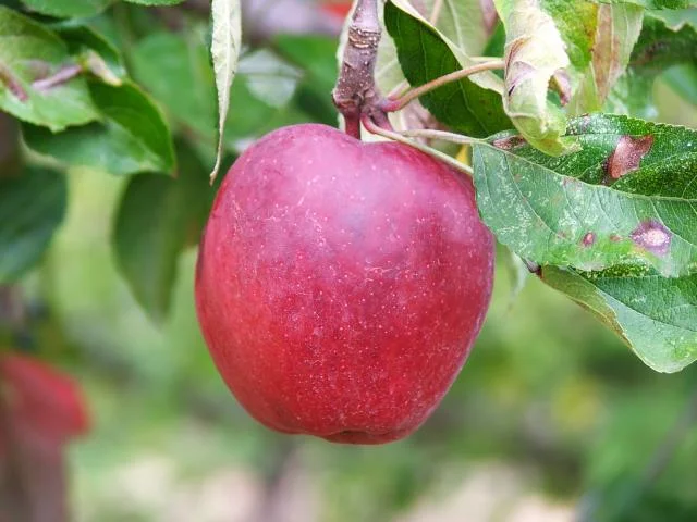 Apple.jpg