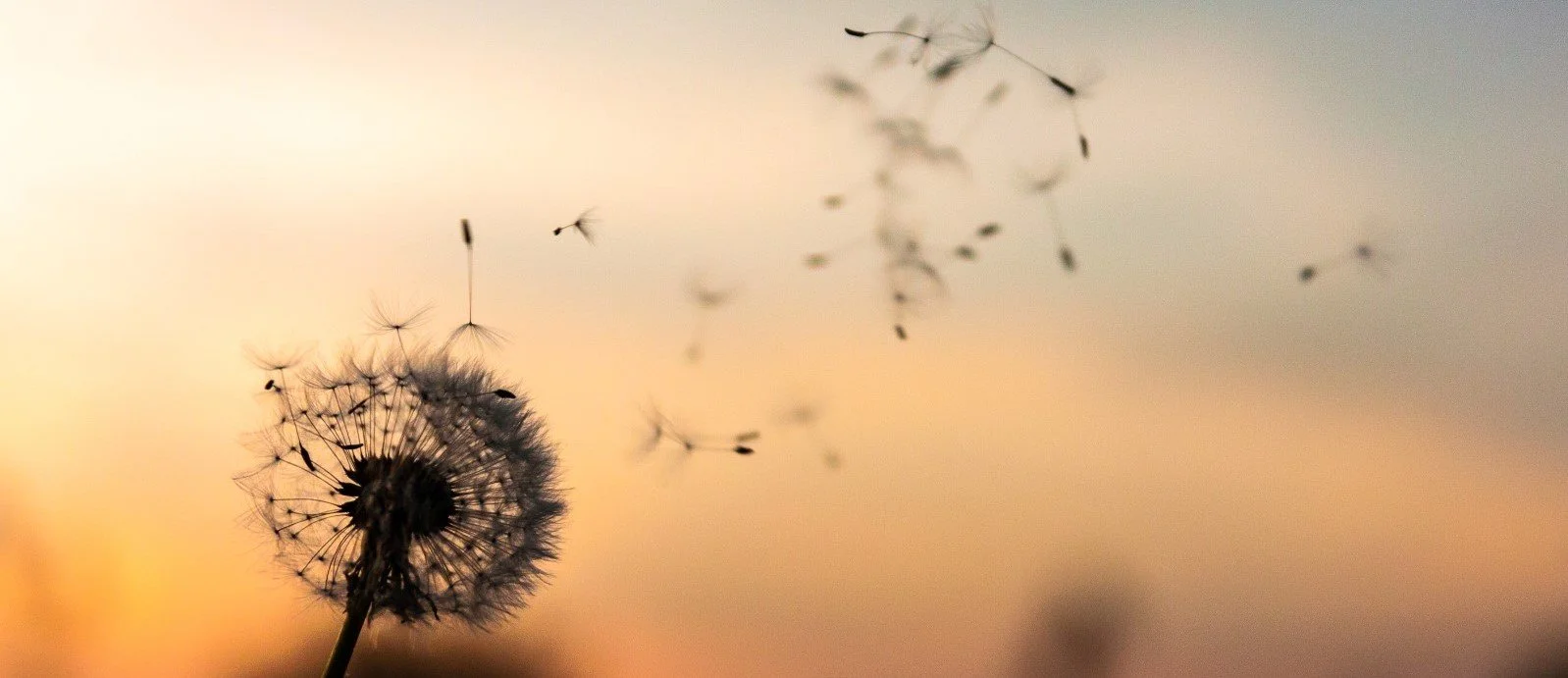 RESPIRACIÓ, ART i CONSCIÈNCIA