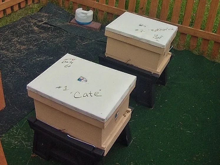 hive1.jpg