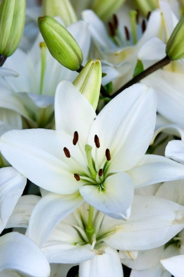 easter_lilies_l1.jpg