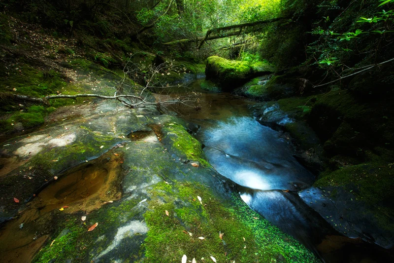 DeCesare Image 4.jpg