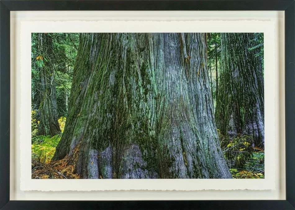 1000 Years, photograph by Michael DeCesare