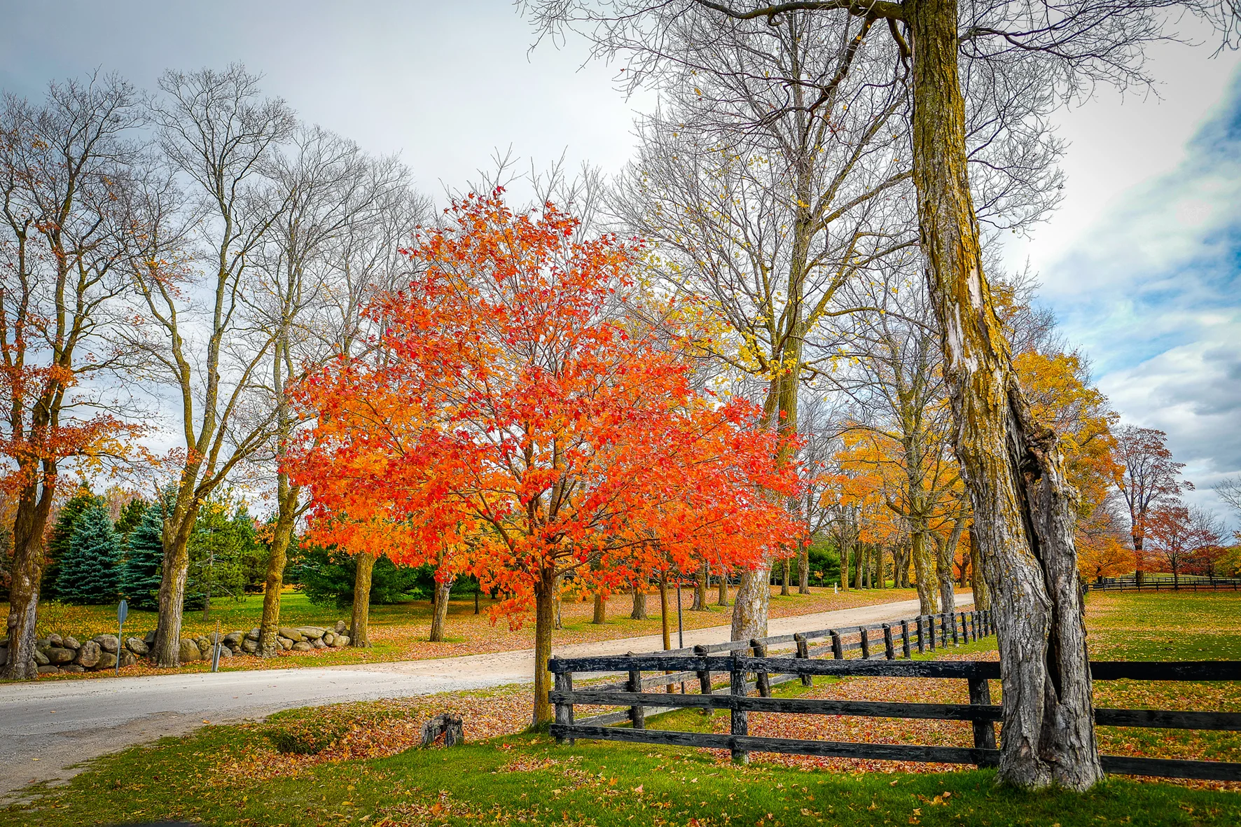 autumn canada-2.jpg