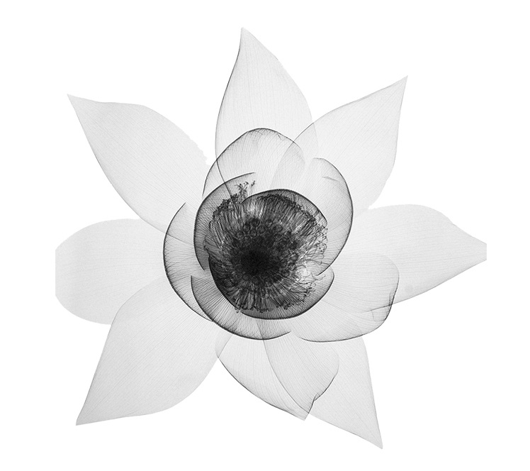 Cosmydor-transparency.jpg