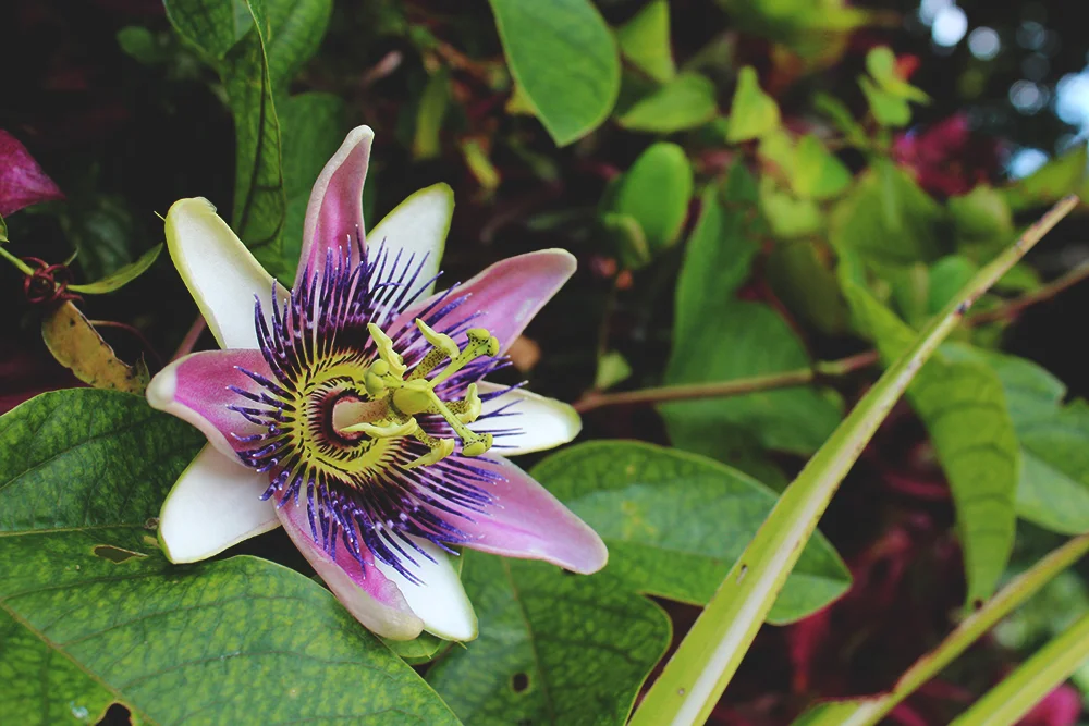Flor.jpg