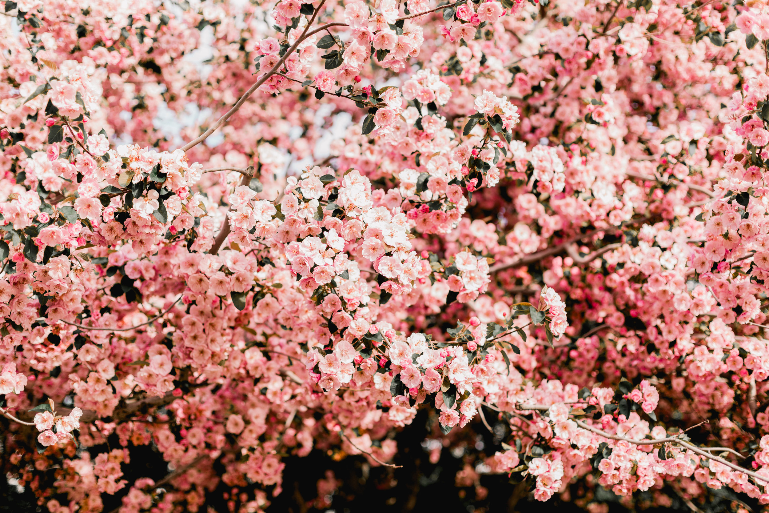 Blossoms-1.jpg