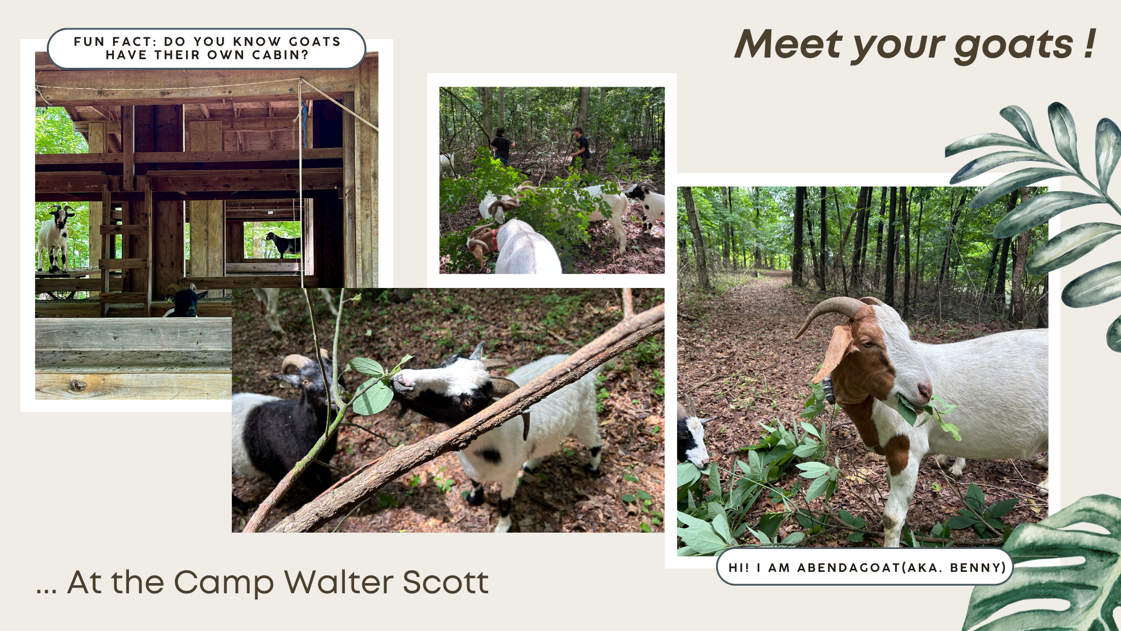 CWS-meet your goats.png