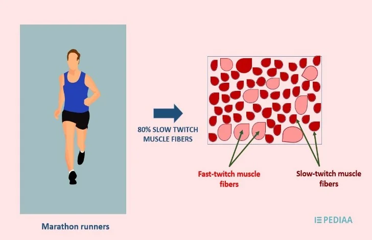 Women tend to have a greater amount of slow-twitch muscle fibres than men. Which are more useful for ultra-marathons.